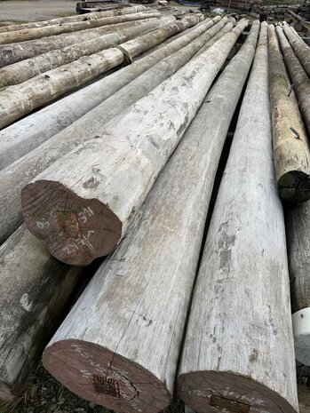 Groenhart oerdegelijke  groenhart kop 35/40 CM 14 meter lang