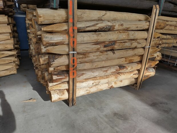KASTANJE PALEN KOP 10-12 160cm