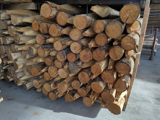 KASTANJE PALEN KOP 10-12 160cm