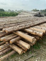 Spar in barst Kop 10 400cm