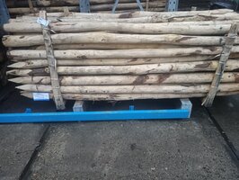 KASTANJE PALEN KOP 10-12 300 CM