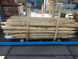 KASTANJE PALEN KOP 10-12 200 cm